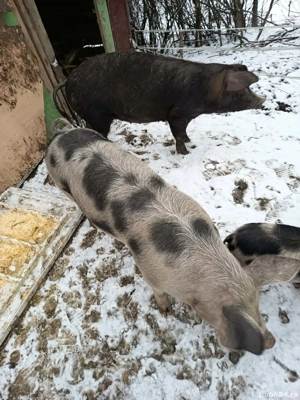 Purcele 60+kg - imagine 4