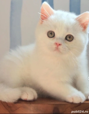 British Shorthair White  - imagine 2