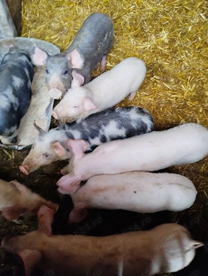 Purcei de vanzare - Diferite Marimi