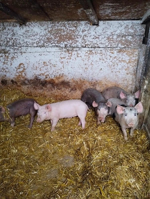 Purcei de vanzare - Diferite Marimi - imagine 3