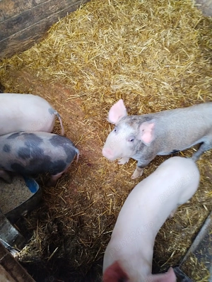 Purcei de vanzare - Diferite Marimi - imagine 2