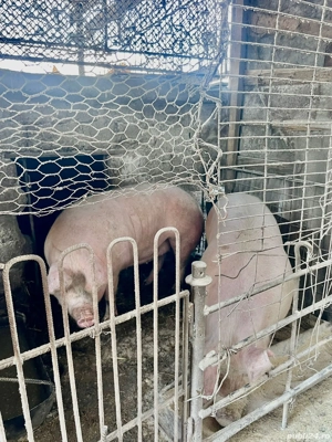 Vând porci pret 17 lei kg. 