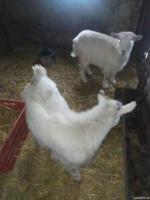 Vând două ieduțe de 11 luni - imagine 2