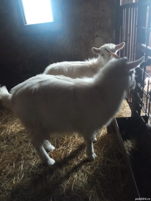 Vând două ieduțe de 11 luni