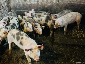 Purcei de 12 săptămîni  - imagine 3