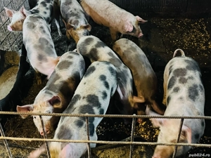 Purcei de 12 săptămîni  - imagine 2