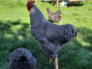 Vand familie plymouth rock barat - imagine 2