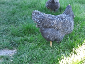 Vand familie plymouth rock barat - imagine 3