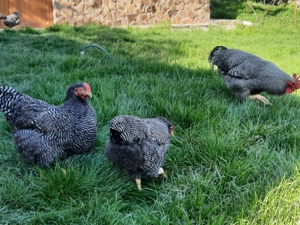 Vand familie plymouth rock barat - imagine 5