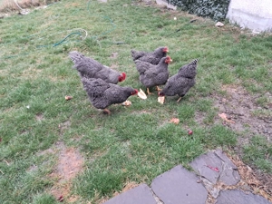 Vand familie plymouth rock barat - imagine 4