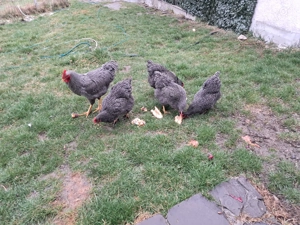 Vand familie plymouth rock barat - imagine 6