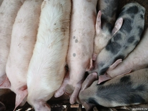 vând purcei - imagine 2