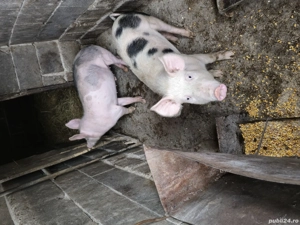 Porci de vânzare 