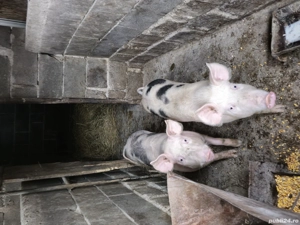 Porci de vânzare  - imagine 3