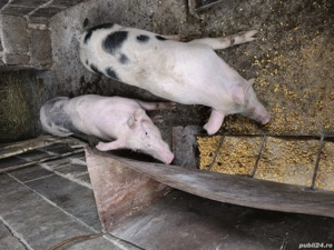 Porci de vânzare  - imagine 2