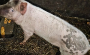 Vând 1 mascur,45-50 kg - imagine 2