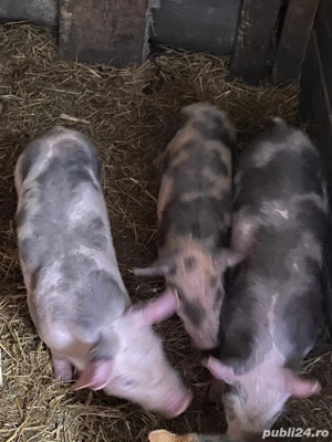 porcei de vanzare  - imagine 2
