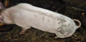 Vând 1 mascur,45-50 kg - imagine 3