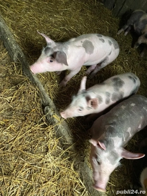 porcei de vanzare  - imagine 3