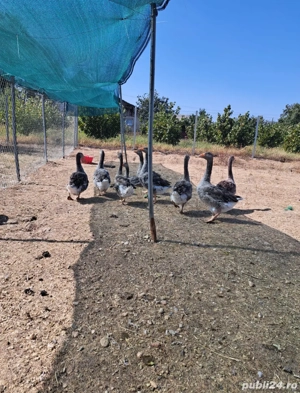 Gâște Toulouse 8-10 kg - imagine 2