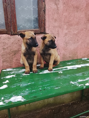 Ciobanesc belgian malinois 