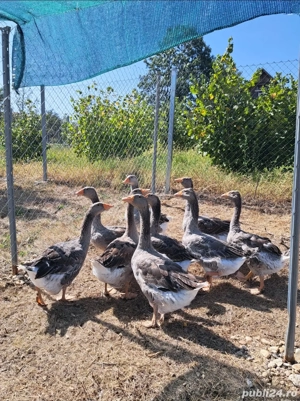 Gâște Toulouse 8-10 kg