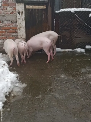 Negociabil de vânzare,soldani,la 60-70 de kg,sunt purcele,750 de lei bucata negociabil 