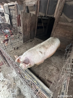 vand porci  - imagine 3