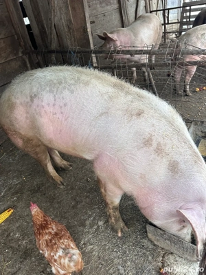 vand porci  - imagine 2