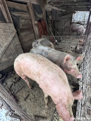 vand porci  - imagine 4