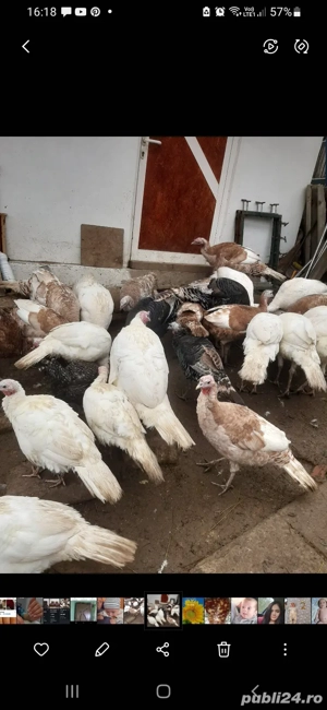 Curcani si curci romanești  - imagine 2