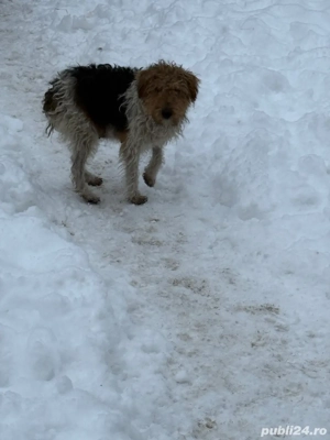 Vand catei Fox Terrier  - imagine 4