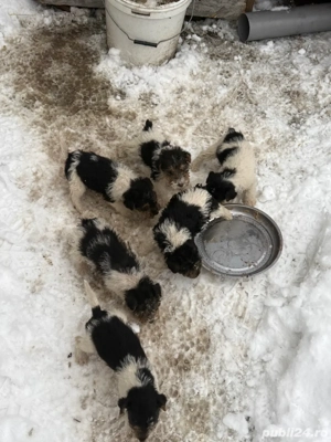 Vand catei Fox Terrier  - imagine 2