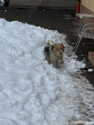 Vand catei Fox Terrier  - imagine 3
