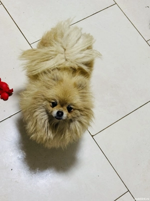 Femela pomeranian - imagine 2