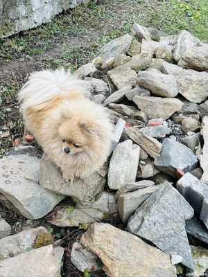 Femela pomeranian - imagine 4