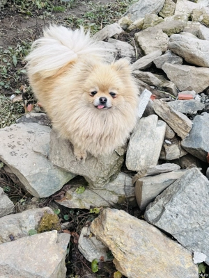 Femela pomeranian - imagine 3