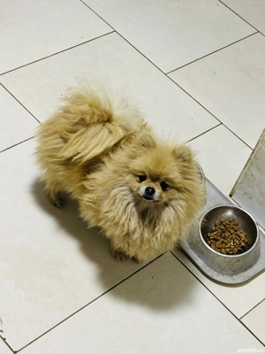 Femela pomeranian