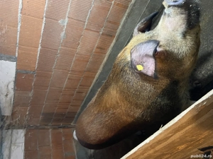 Vând scroafa pentru sacrificat  - imagine 2