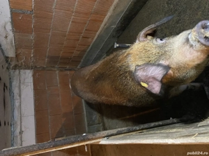 Vând scroafa pentru sacrificat 