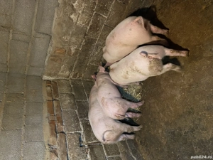 Vand grasunasii  - imagine 2