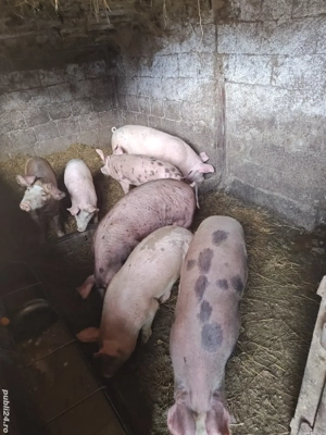 purcei duroc-pietran - imagine 3