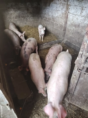 purcei duroc-pietran