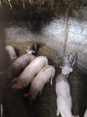 purcei duroc-pietran - imagine 2