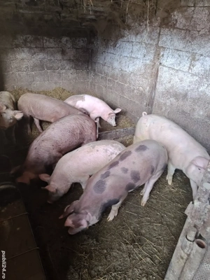 purcei duroc-pietran - imagine 4