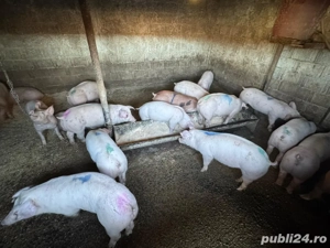 Vând purcei - imagine 2