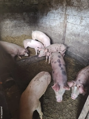 purcei duroc-pietran - imagine 5