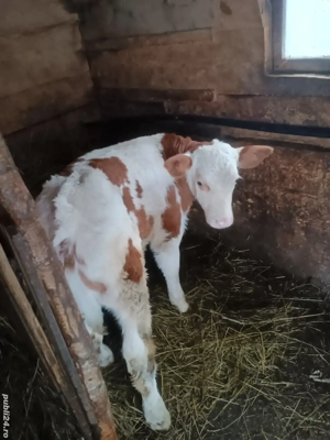 vând vitel.  - imagine 2