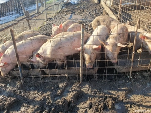 porci și purcei din rasa landras și marele alb  - imagine 5