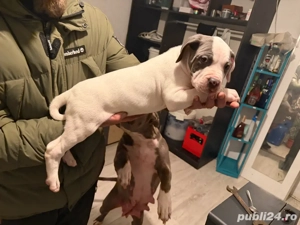  American Staffordshire Terrier - imagine 4